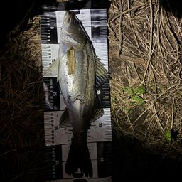 セイゴ（マルスズキ）