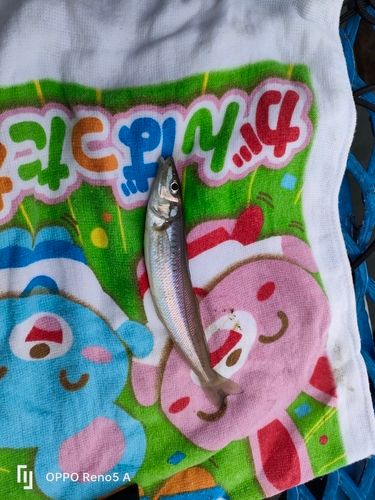 オリジナルメーカー海釣り公園