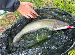 ナマズの釣果