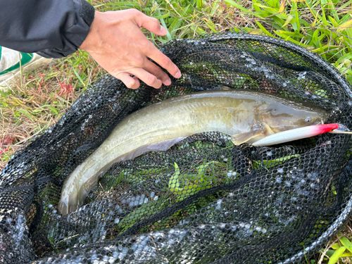 ナマズの釣果