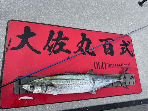 サワラの釣果