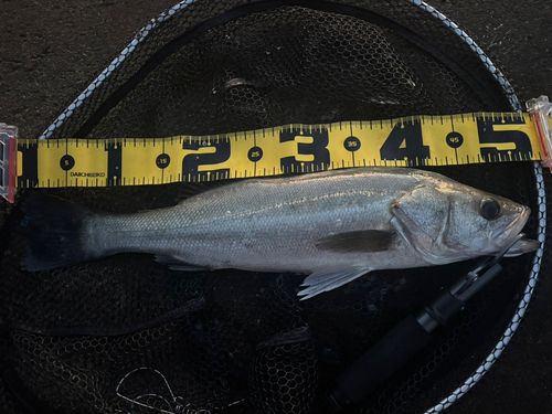 マダカ（マルスズキ）の釣果