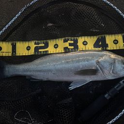 マダカ（マルスズキ）