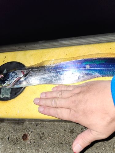 タチウオの釣果