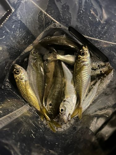 アジの釣果