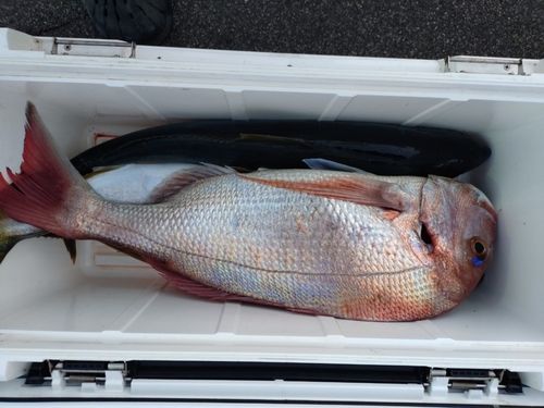 ヒラマサの釣果