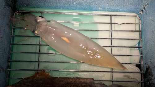 ヤリイカの釣果