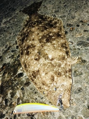 ヒラメの釣果