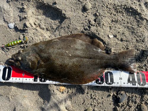 ヒラメの釣果