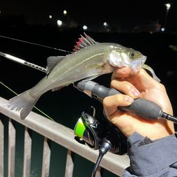 セイゴ（タイリクスズキ）