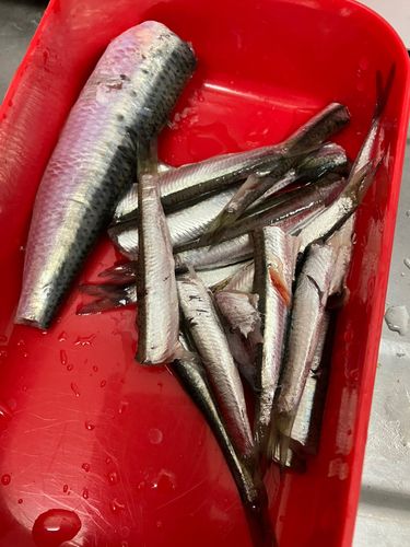 イワシの釣果