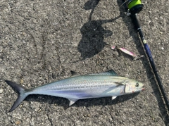 サゴシの釣果