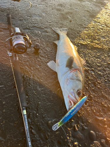 スズキの釣果