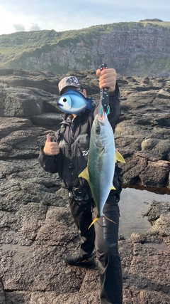 ヒラマサの釣果