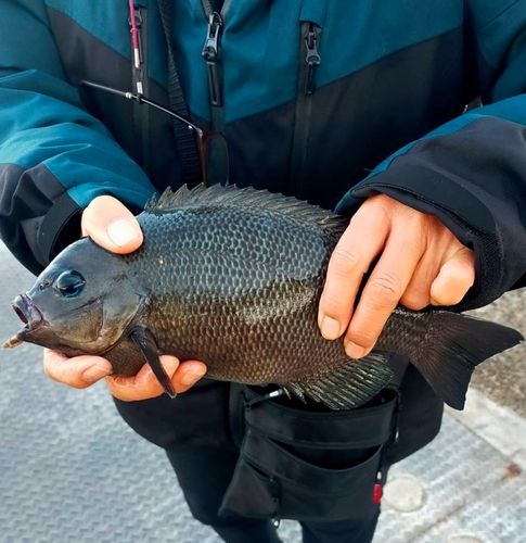 若洲海浜公園海釣り施設