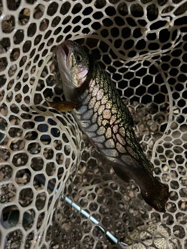 ニジマスの釣果