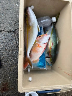 レンコダイの釣果