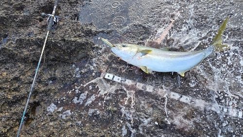 ヒラマサの釣果