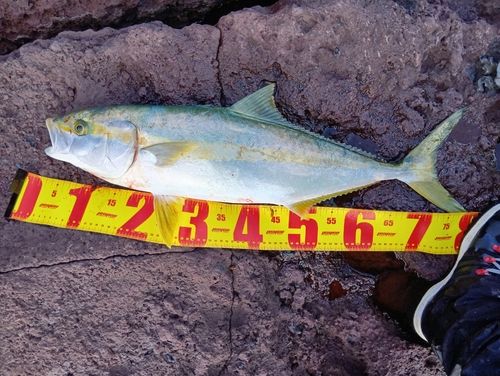 ヒラマサの釣果