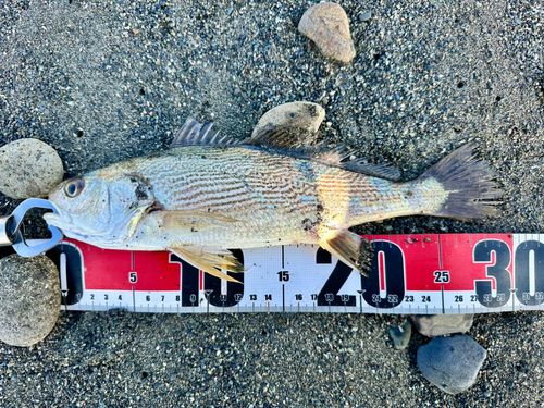 イシモチの釣果