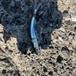 トウゴロウイワシ