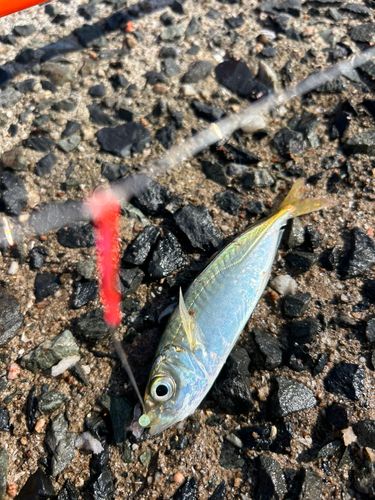 マルアジの釣果