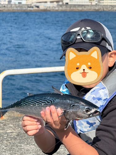 イナダの釣果