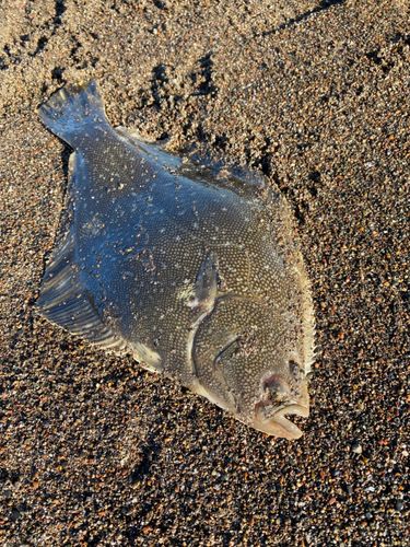 マツカワの釣果