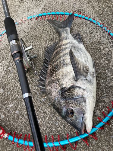 チヌの釣果
