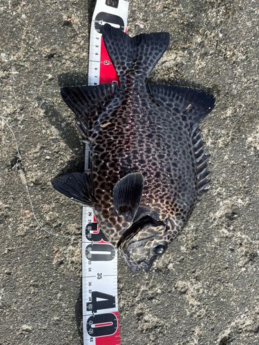 イシガキダイの釣果