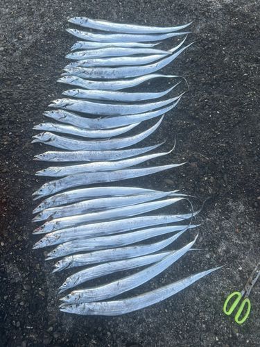 タチウオの釣果