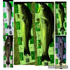 シーバスの釣果