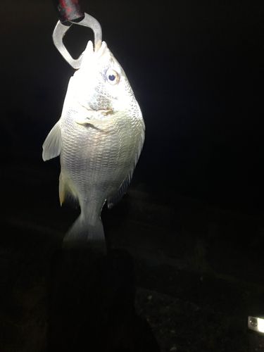 セイゴ（マルスズキ）の釣果