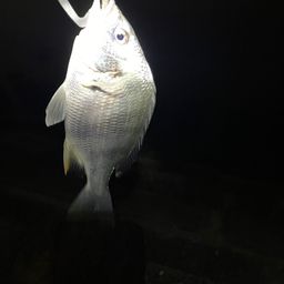 セイゴ（マルスズキ）