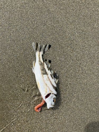 コトヒキの釣果