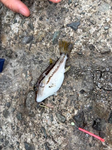 キタマクラの釣果