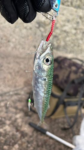 サバの釣果