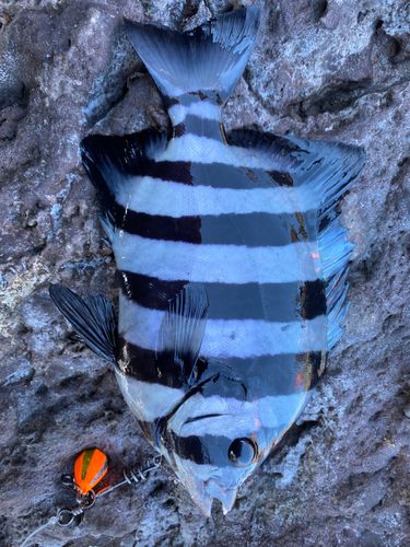 サンバソウの釣果