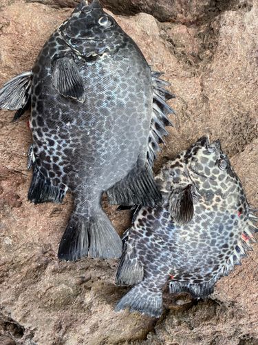 イシガキダイの釣果