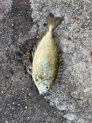 平磯海づり公園