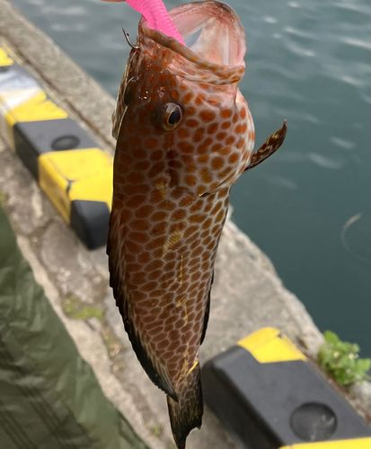 オオモンハタの釣果