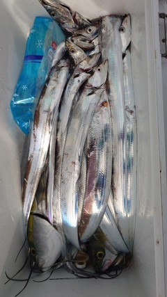 タチウオの釣果