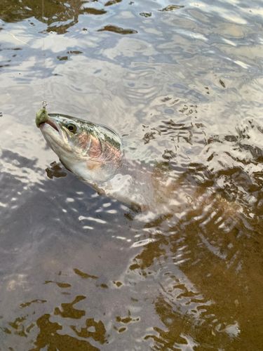 ニジマスの釣果