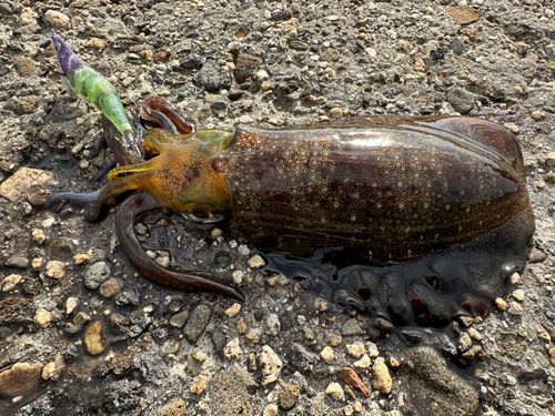 アオリイカの釣果