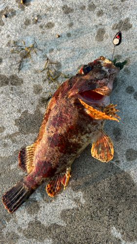 ヨロイメバルの釣果