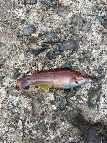 ホシササノハベラの釣果