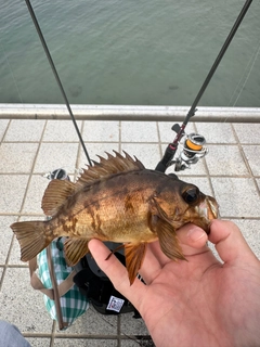 アカメバルの釣果
