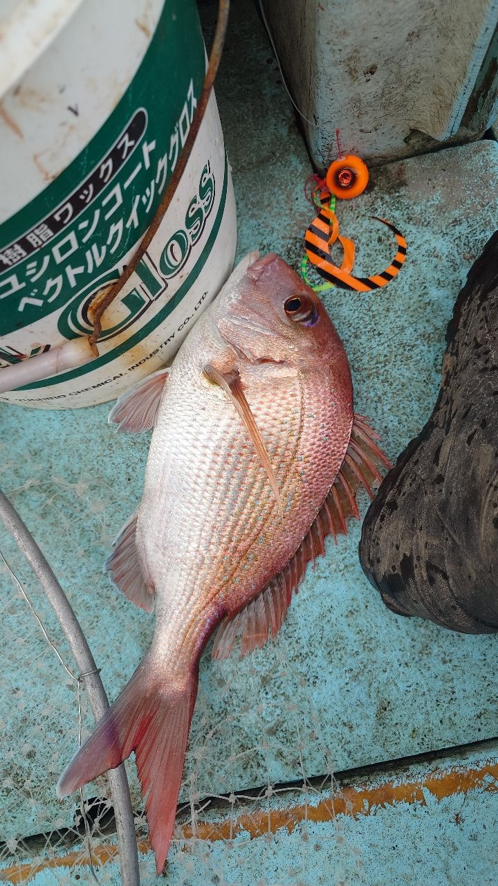 友っちさんの釣果 1枚目の画像