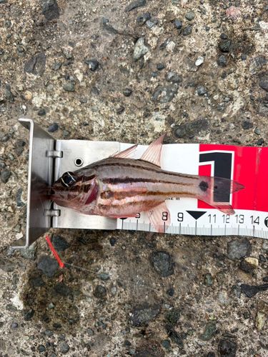 ネンブツダイの釣果