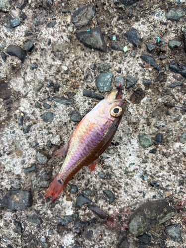 クロホシイシモチの釣果